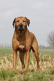 RODESIAN RIDGEBACK 037